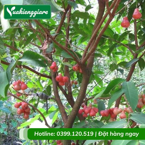 Cây mận an phước cao 3m gốc to