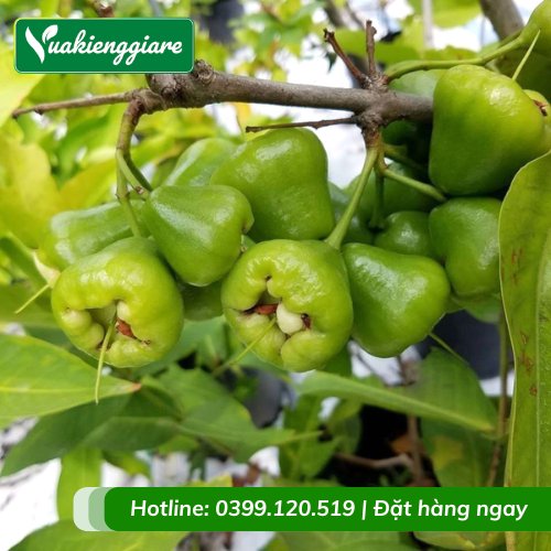 Cây Mận Xanh Tam Hoa Trồng Chậu Trưởng Thành