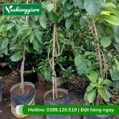 Cây Bơ Sáp Trưởng Thành Chuẩn Bị Ra Trái