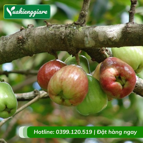 Cây Mận Điều Đỏ Cao Hơn 2m Trưởng Thành