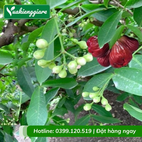 Cây Mận Hồng Sóc Trăng ( Cây To Trưởng Thành)