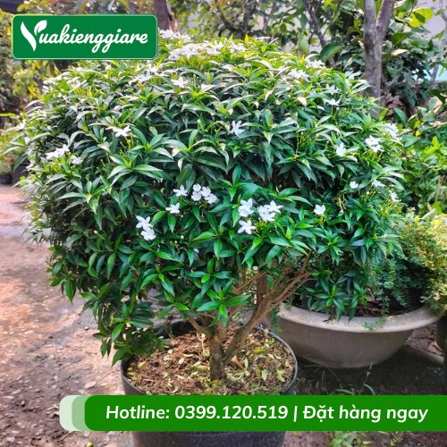 Cây Mai Vạn Phúc Lớn Giá Rẻ