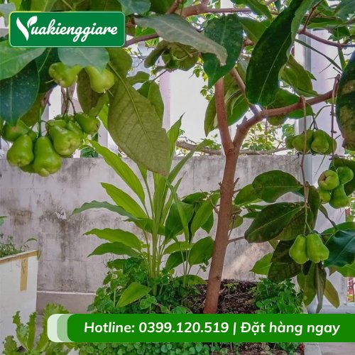Cây Mận Xanh Đường Trưởng Thành Gốc Lớn