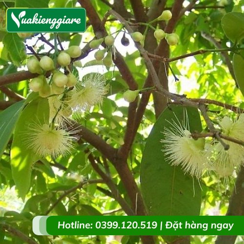 Cây Mận Trắng Trưởng Thành Cao 3M