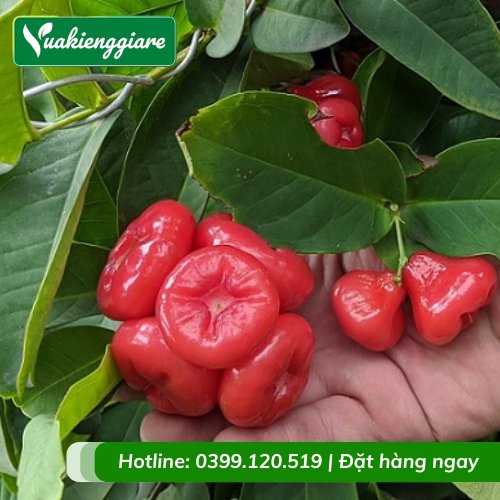 Cây Mận Hoàng Yến Gốc To