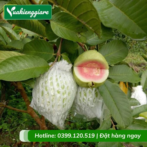Cây Ổi Tân Châu Lớn Trồng Chậu