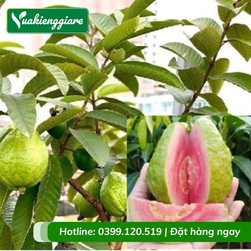 Cây ổi ruby ruột đỏ gốc to