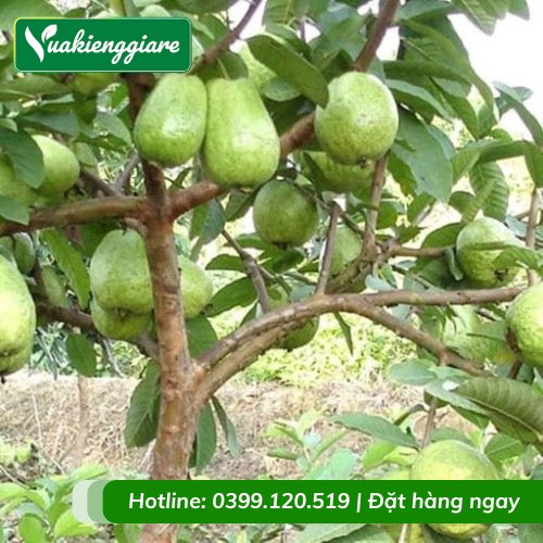 Cây Ổi Lê Đài Loan Gốc To Cây Trưởng Thành