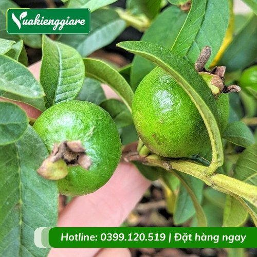 Cây Ổi Sẻ Trồng Chậu Có Trái