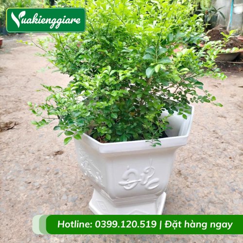 Chậu Ly Nhựa Hình Lục Giác Trồng Cây