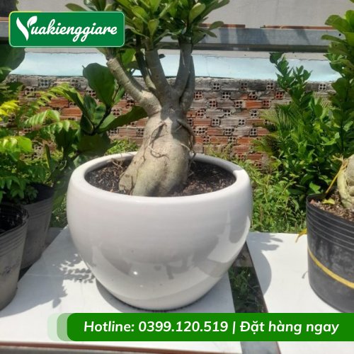 Chậu sứ tráng men trứng tròn