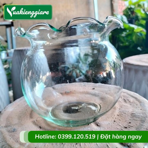 Bình Thủy Tinh Trồng Cây Thủy Sinh Nuôi Cá