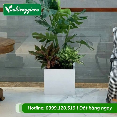 Chậu Xi Măng Đá Mài Trắng Vuông 40cm