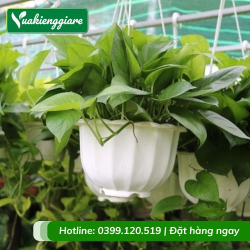 Chậu Nhựa Tròn Treo Trồng Cây