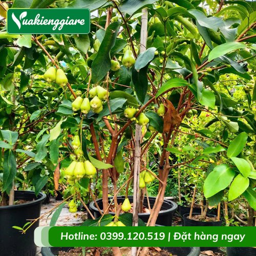 Cây Mận Xanh Đường Sóc Trăng