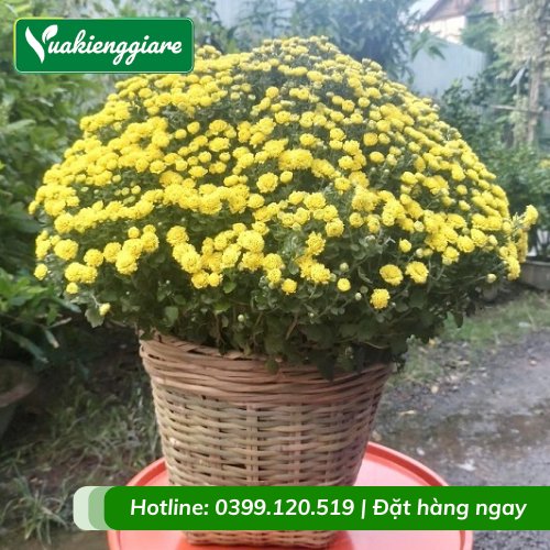 Giỏ Tre Cần Xé Hoa Cúc Mâm Xôi