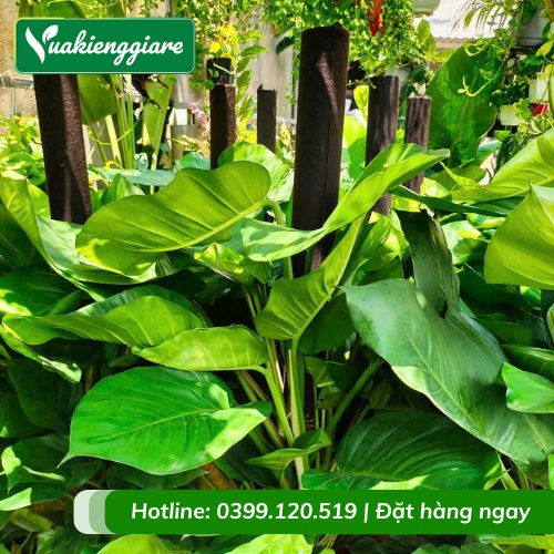 Trầu Bà Cột Giá Sỉ HCM