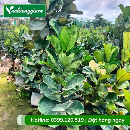 Cây Bàng Singapore Size Đại