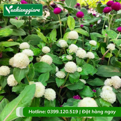 Chậu cây cúc bách nhật hoa trắng