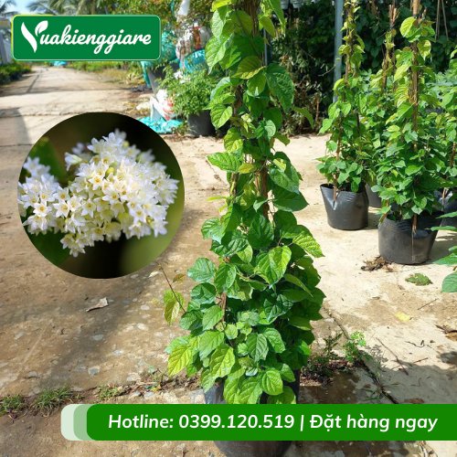 Cây Đinh Hương Nhật