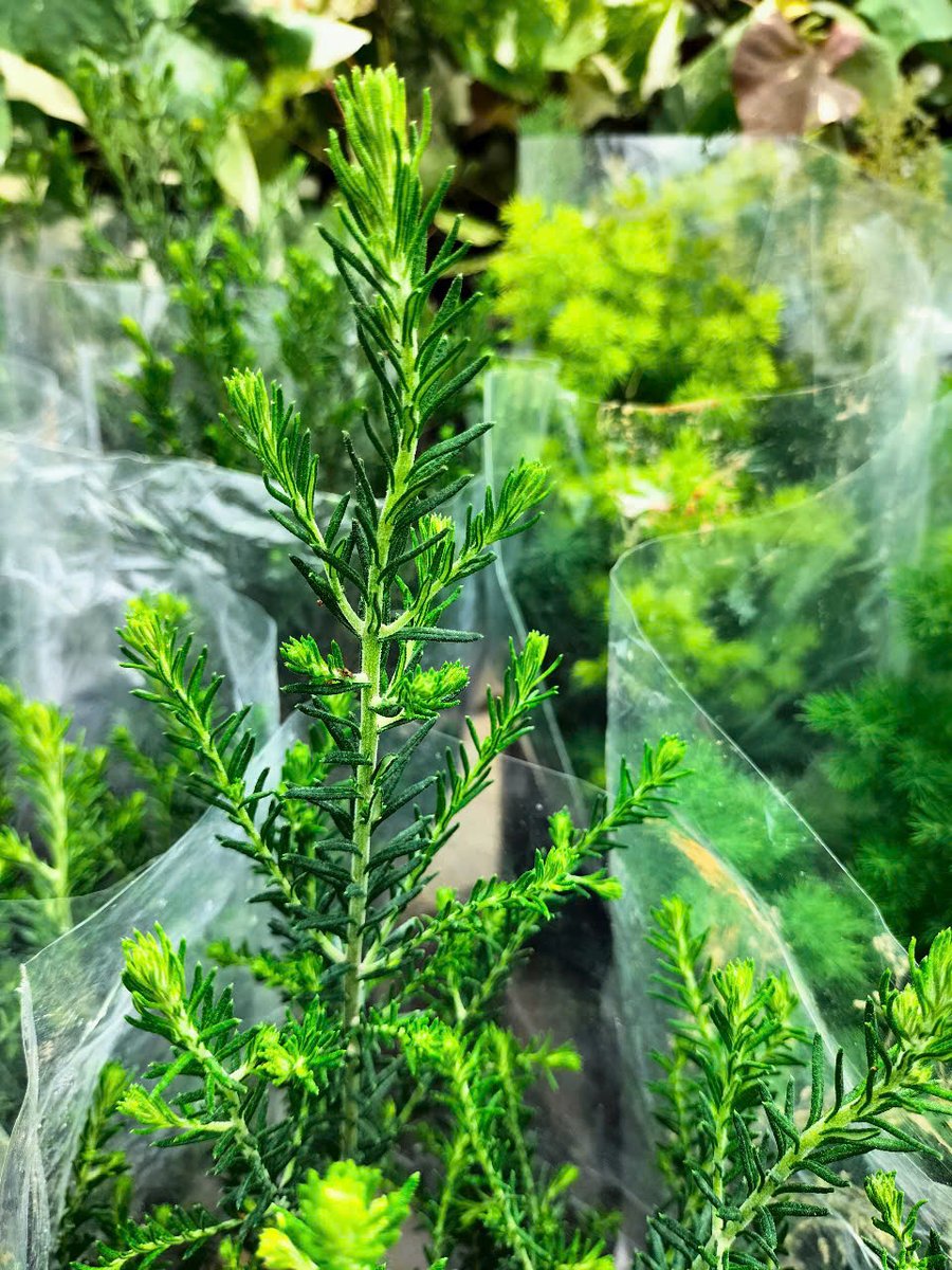 Cây hoa gạo sữa trắng