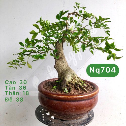 Tổng hợp cây bonsai để bàn đẹp và dễ chăm sóc