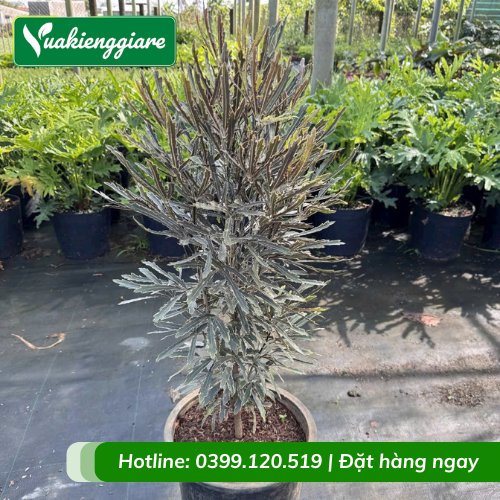 Cây khổng tước cẩm thạch