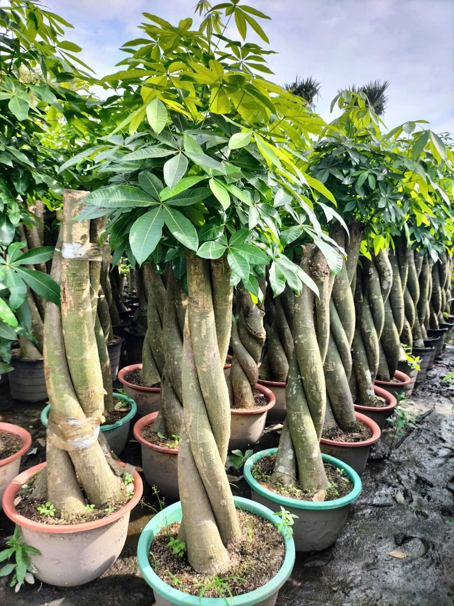 Cây Kim Ngân Size Lớn