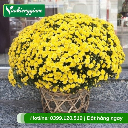 Cúc mâm xôi trưng Tết 2026
