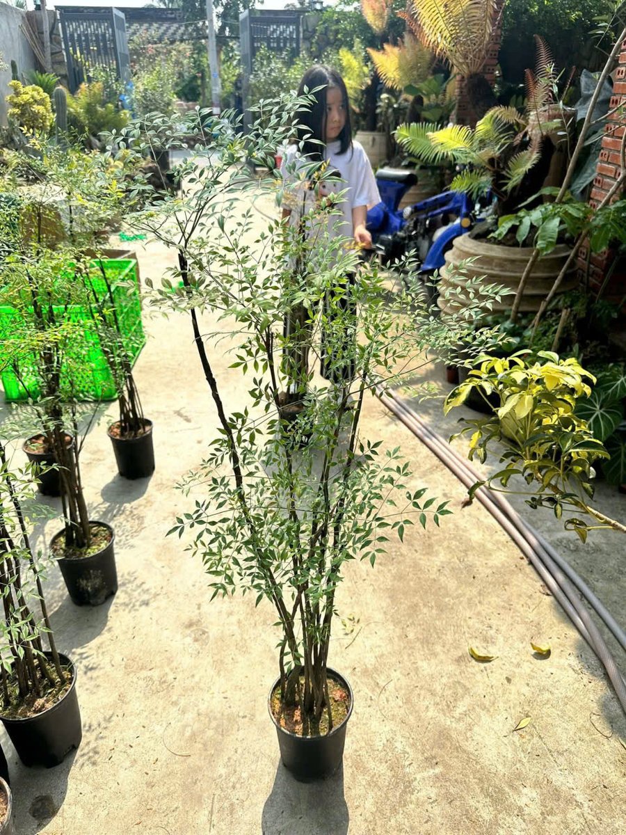 Cây Nam Thiên Trúc