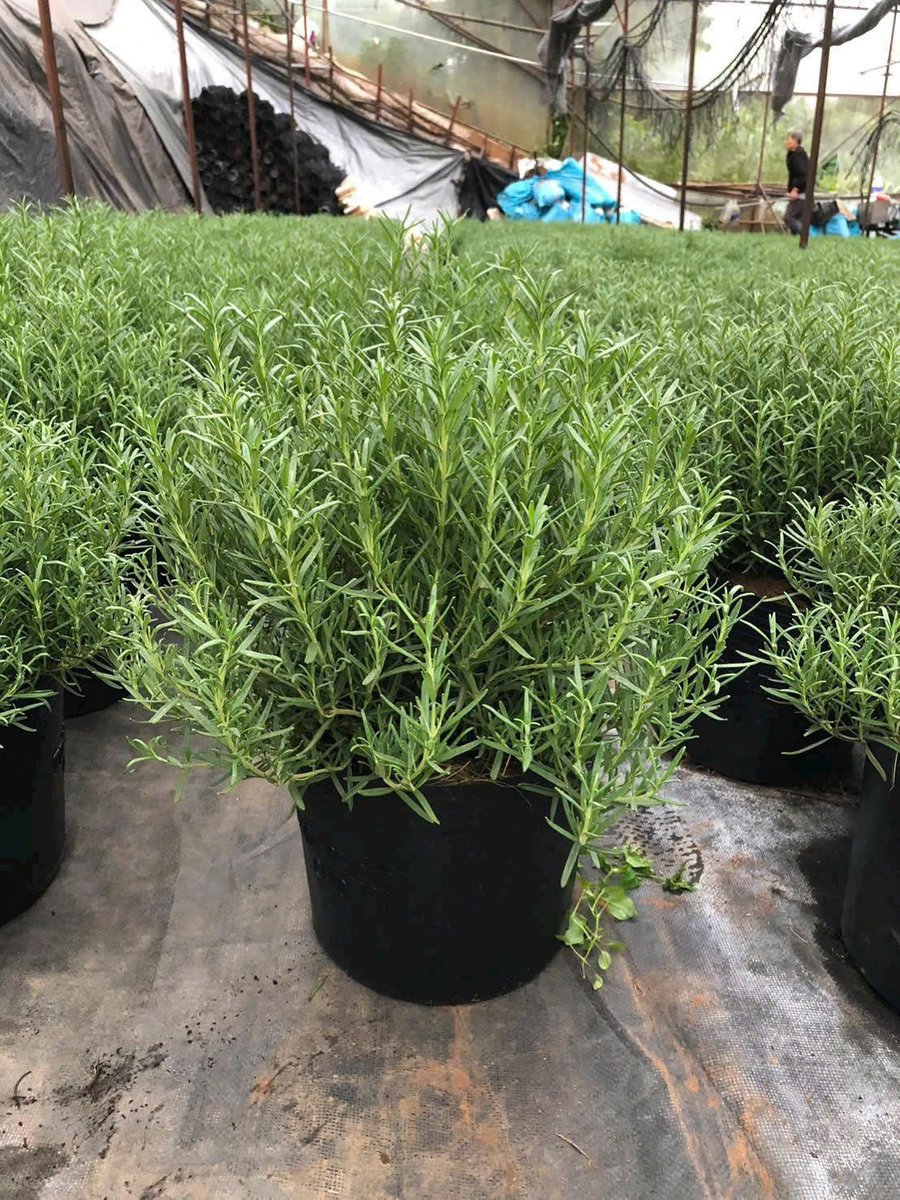 Cây hương thảo trồng chậu