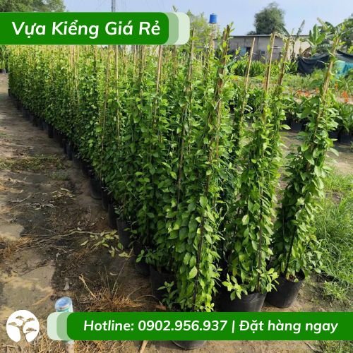 Cây Cúc Tần Ấn Độ Dài 1,5m