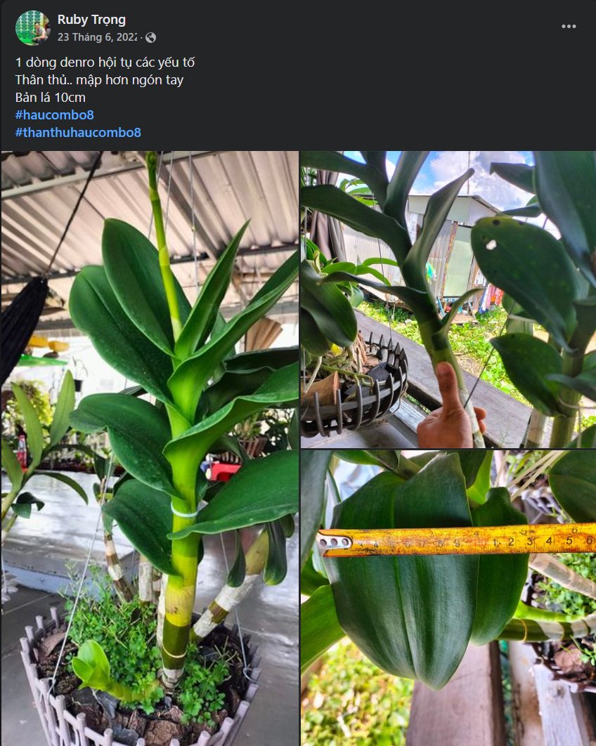 Cao thân - Dày Lá - Vọt Đọt - Big Crop Zinc 15 2