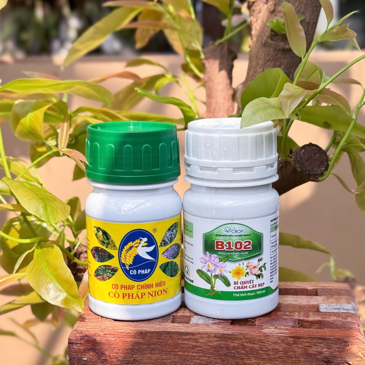Bộ Đôi Vô Cực - Phục Hồi Mai Vàng Sau Khi Chơi Hoa Tết, Xả Tàn, Suy Kiệt & Hỗ Trợ Mai Ra Rễ, Bật Mầm 2