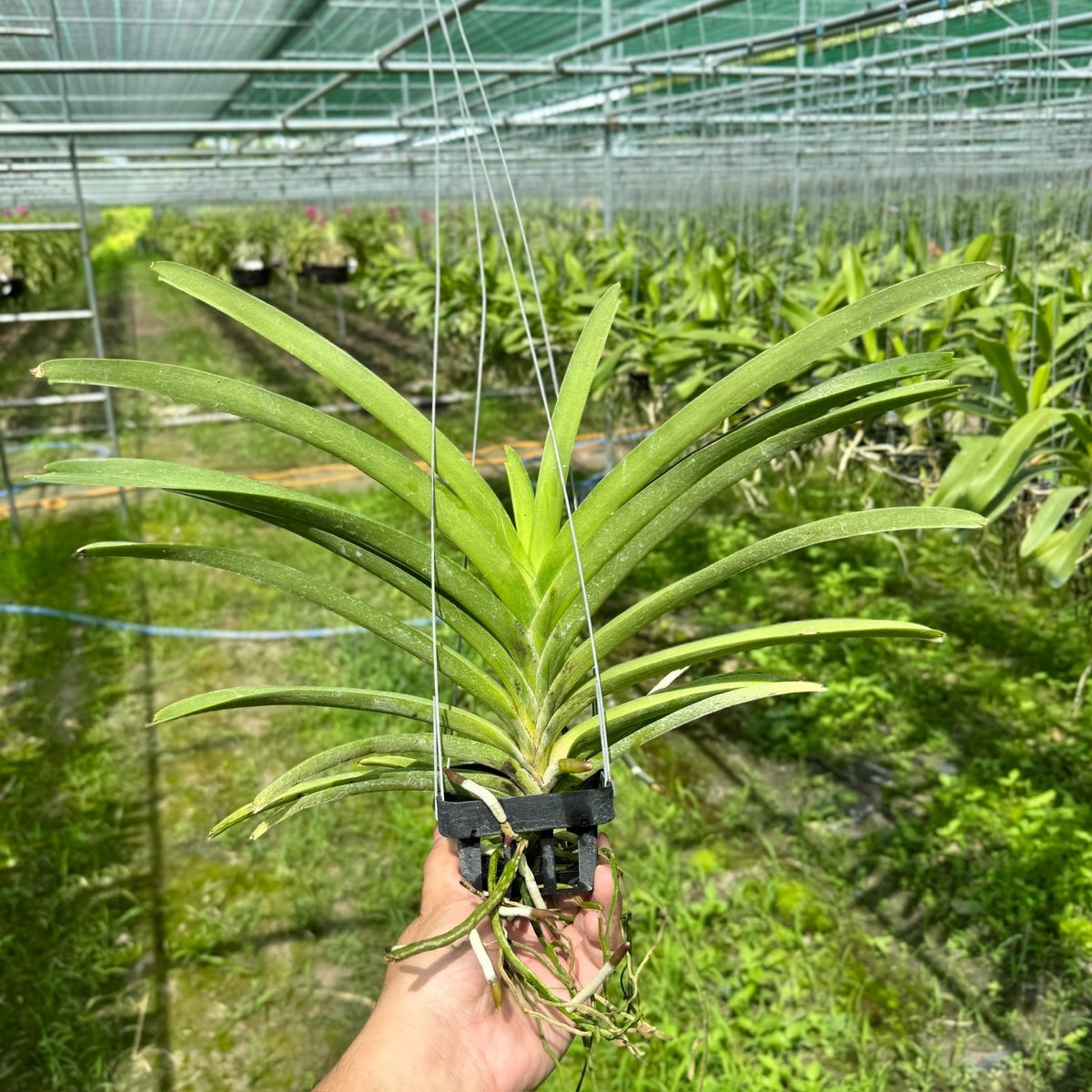 Vanda Hồng Mai - Cây Phong Lan Hồng Đậm Rực Rỡ, Hương Thơm Dịu Nhẹ, Siêng Hoa và Lâu Tàn 2