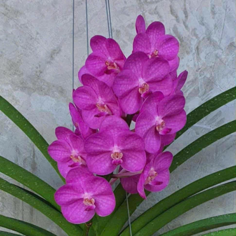 Vanda Hồng Mai - Cây Phong Lan Hồng Đậm Rực Rỡ, Hương Thơm Dịu Nhẹ, Siêng Hoa và Lâu Tàn