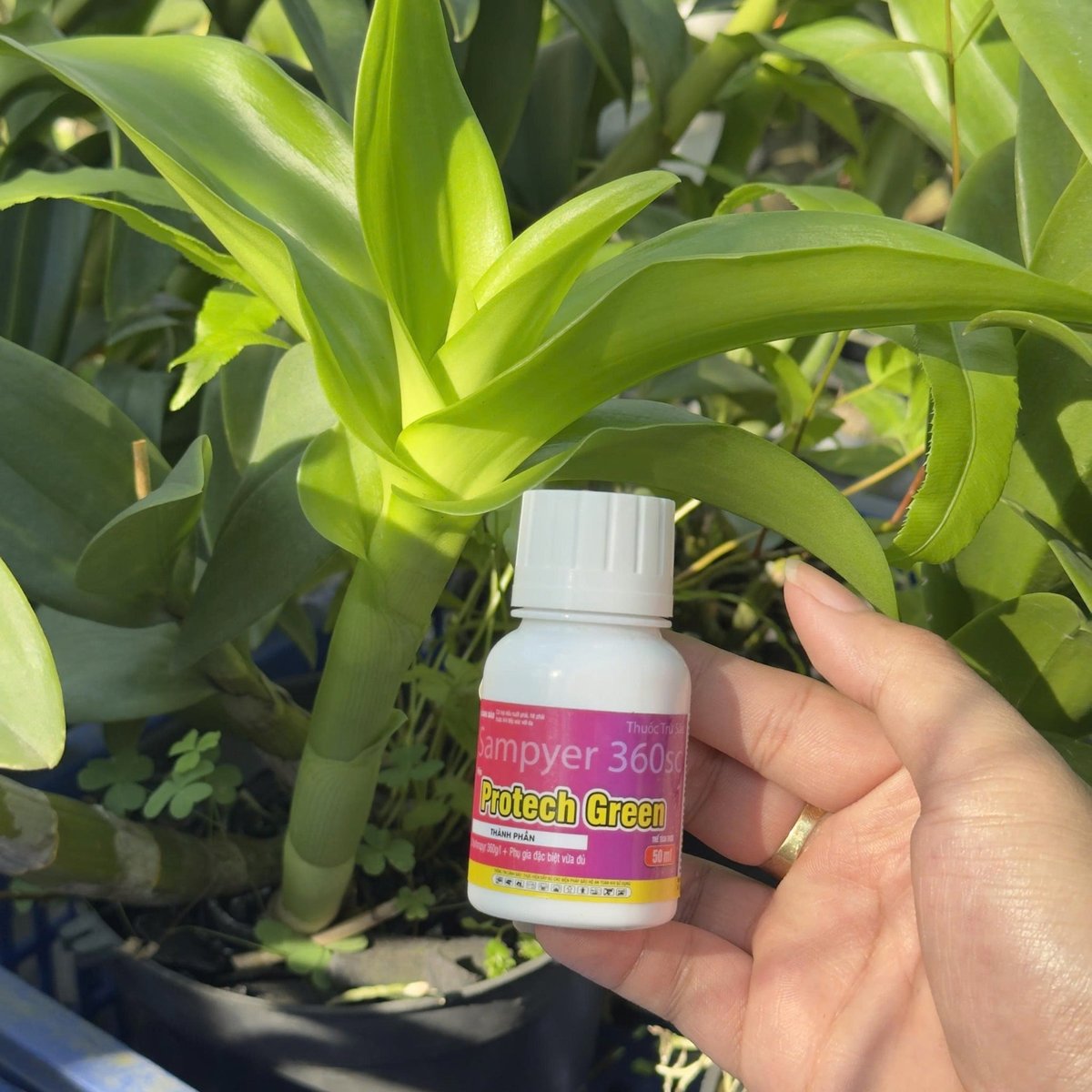 Phòng và Diệt Trừ Bọ Trĩ, Nhện Đỏ - Protech Green 50ml 2