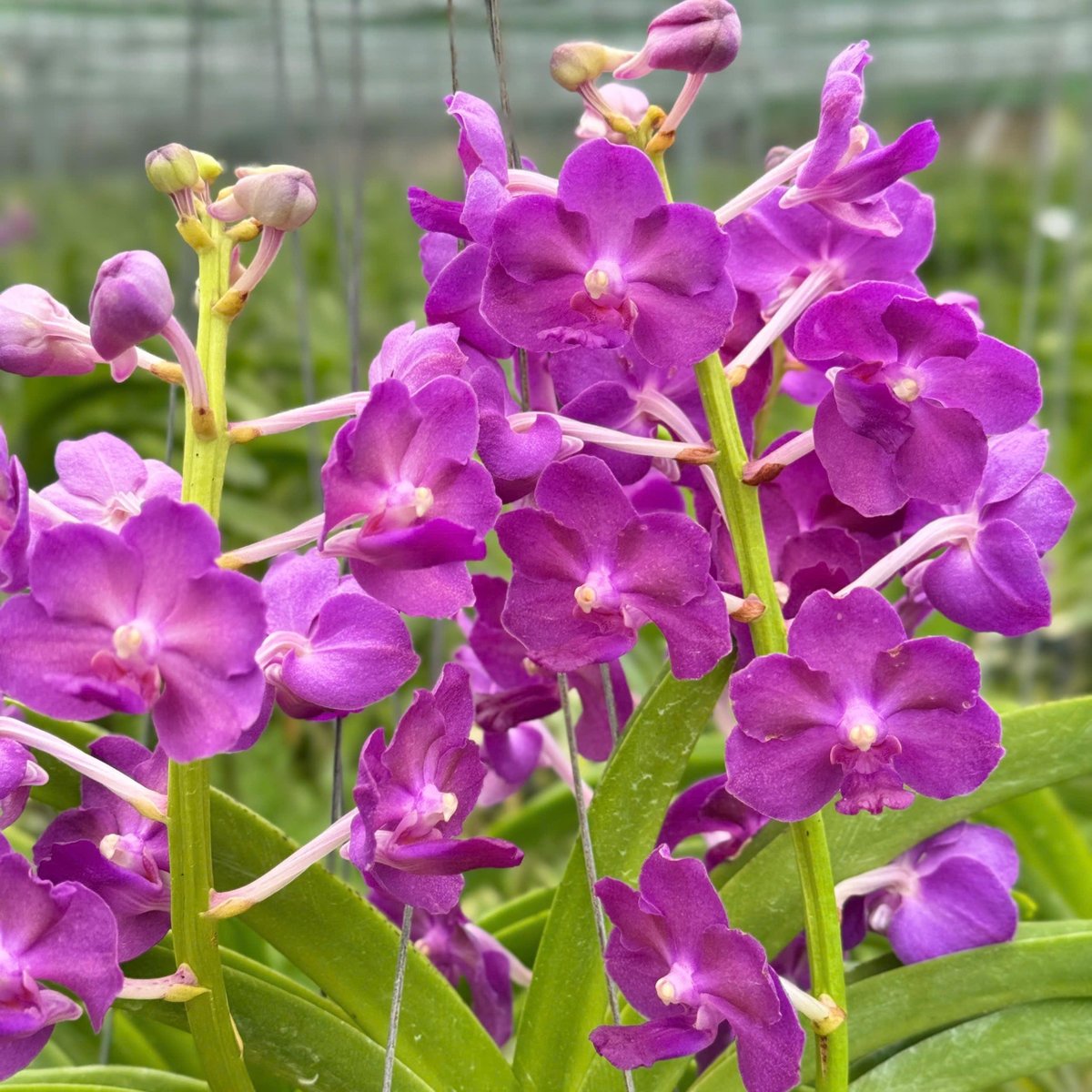 Phong Lan Hải Yến Hoàng Gia - Phong Lan Tím Hoàng Gia Dáng Đẹp Hoa Đậm Màu Chăm Sóc Dễ Dàng Cho Vườn Cây Đẹp và Thơm