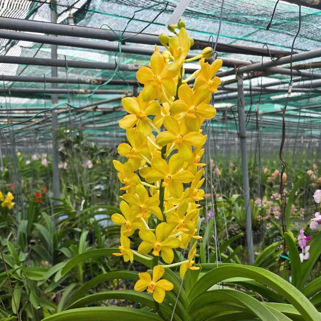 Asco Ong Vàng - Cây Hàng Lá Trưởng Thành, Hương Thơm Dễ Chịu, Chăm Sóc Dễ Dàng, Ra Hoa Quanh Năm Sắc Vàng Rưc Rỡ