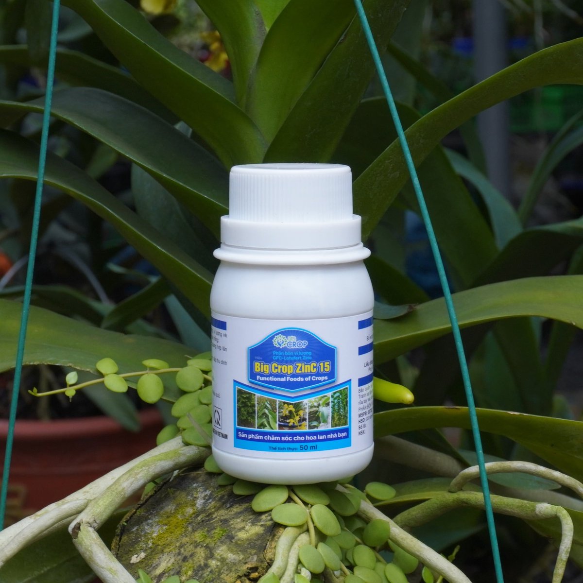 Cao thân - Dày Lá - Vọt Đọt - Big Crop Zinc 15 2