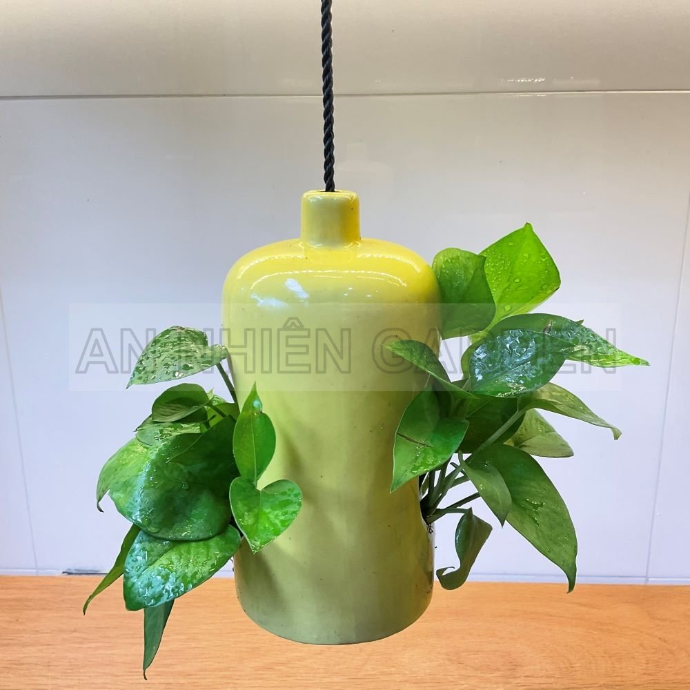Cây Trầu Bà Xanh - Chậu sứ treo