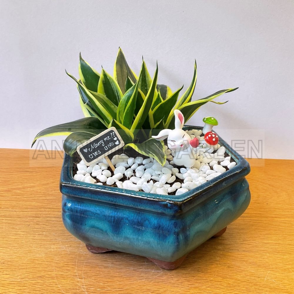 Cây Lưỡi Hổ Mini - Chậu men