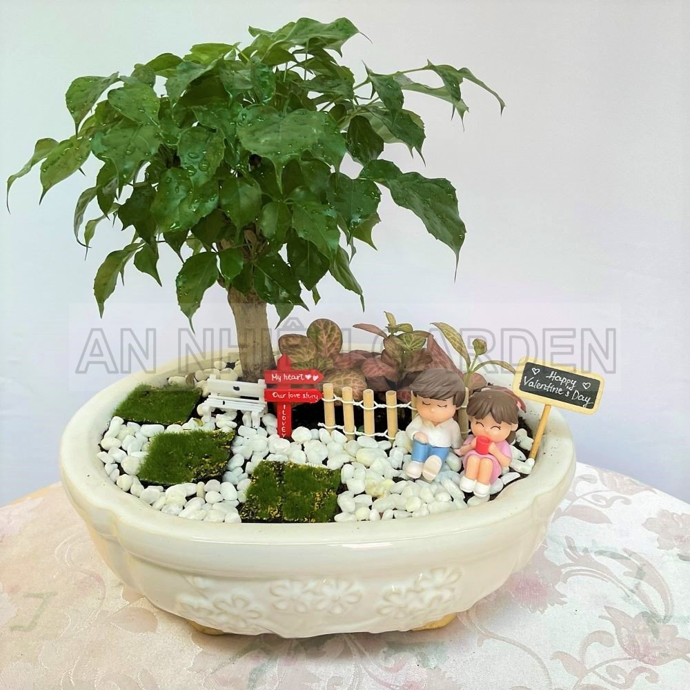 Cây Hạnh Phúc Chậu sứ