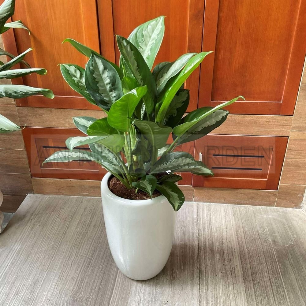 Cây Thanh Lam - Chậu sứ trắng cao