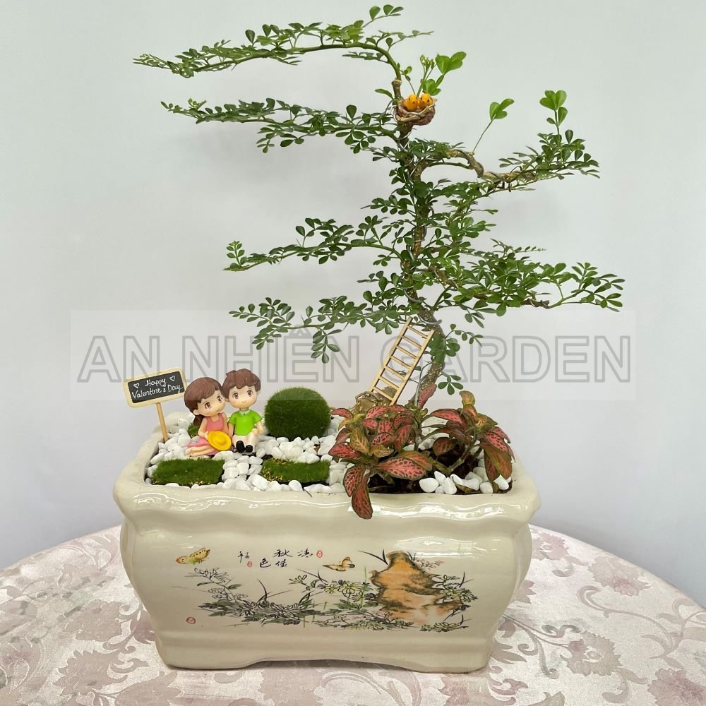 Cây Cần thăng - Chậu sứ
