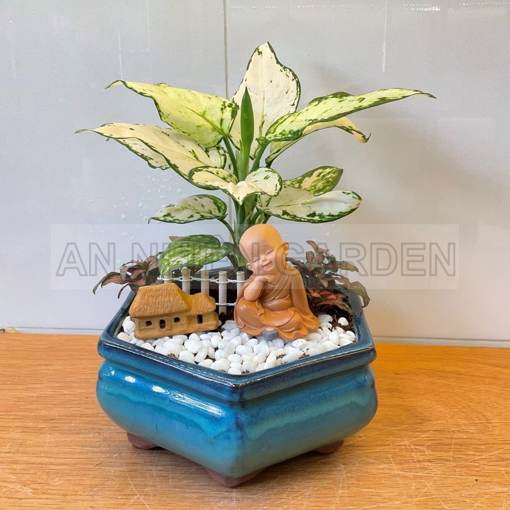 Tiểu Cảnh Cây Vạn Lộc Trắng Và Lá May Mắn Chậu Sứ | Màu Xanh
