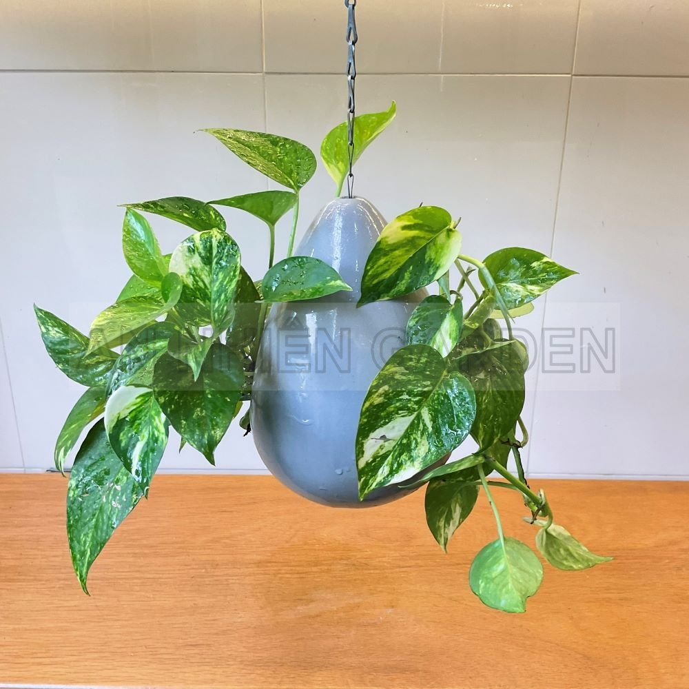 Cây Trầu Bà Cẩm Thạch - Chậu sứ treo