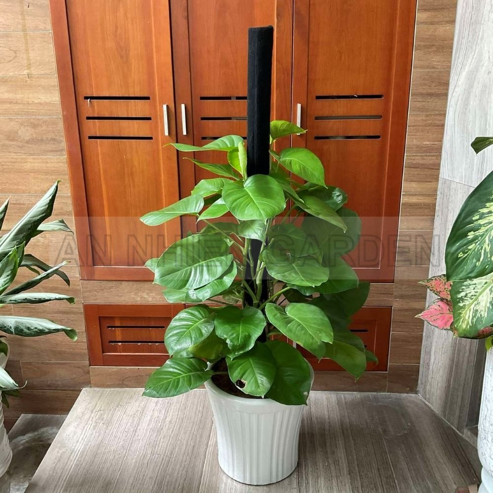 Cây Trầu Bà Cột - Chậu sứ