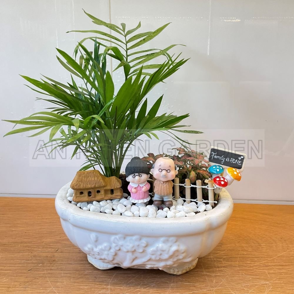 Tiểu Cảnh Cây Cau Tiểu Trâm Và Lá May Mắn - Chậu sứ