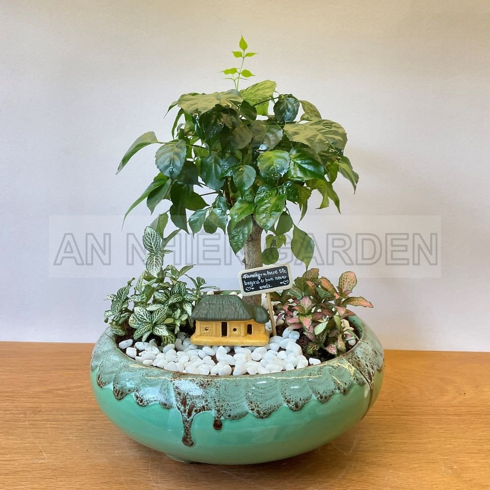 Cây Hạnh Phúc Và Lá May Mắn - Chậu men